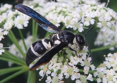Pseudodynerus quadrisectus; Potter Wasp species