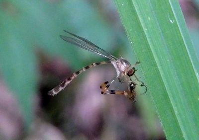 Psilonyx annulatus; Robber Fly species; male 