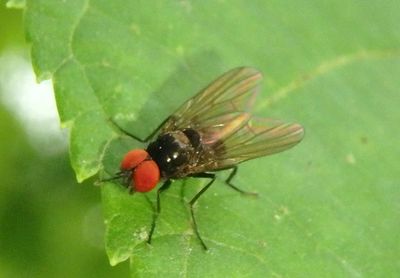 Anthomyiidae Root-maggot Fly species