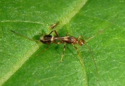 Spathius Braconid Wasp species; female
