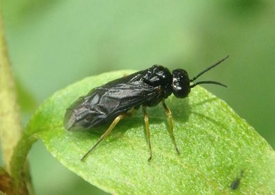 Tenthredinidae Common Sawfly species