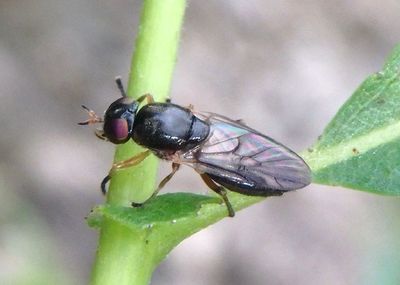 Allognosta Soldier Fly species; female
