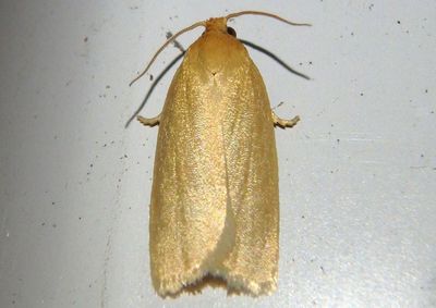 3693 - Xenotemna pallorana; Tortricid Moth species