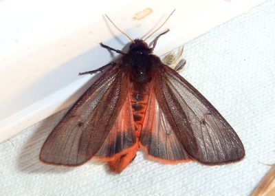 8156 - Phragmatobia fuliginosa; Ruby Tiger Moth 