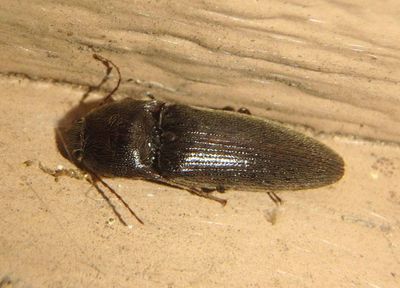 Melanotus Click Beetle species