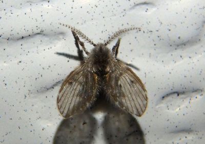 Clogmia albipunctata; Filter Fly