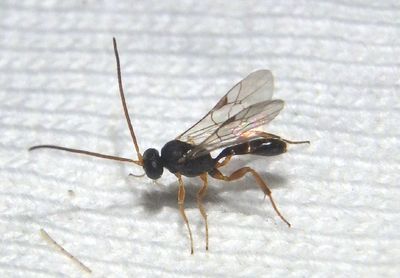 Microgastrinae Braconid Wasp species