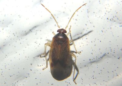 Ceratocapsus Plant Bug species