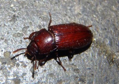 Uloma impressa; Darkling Beetle species