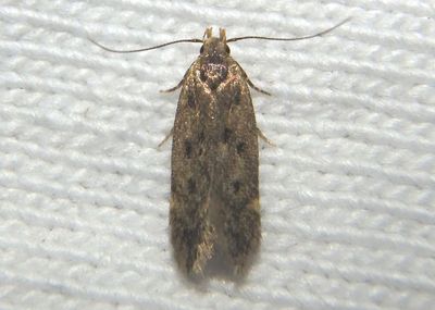 1064 - Hofmannophila pseudospretella; Brown House Moth