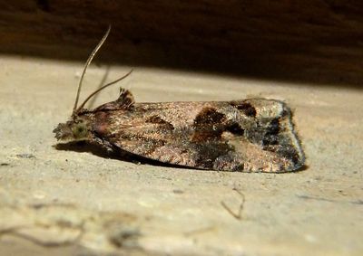 2743 - Endothenia nubilana; Tortricid Moth species