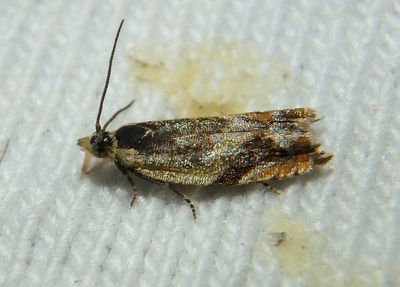 3372 - Ancylis brauni; Tortricid Moth species