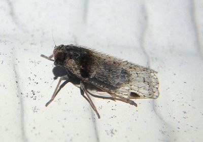 Cixius stigmatus; Cixiid Planthopper species 