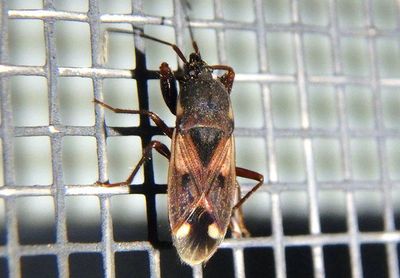 Eremocoris ferus; Dirt-colored Seed Bug species