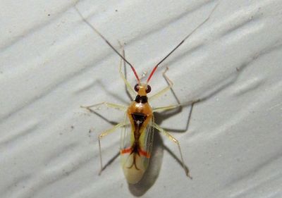 Hyaliodes harti; Plant Bug species