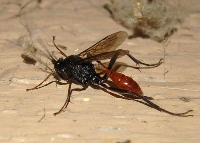 Idiolispa Ichneumon Wasp species; female 