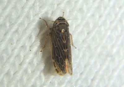 Polyamia caperata; Leafhopper species