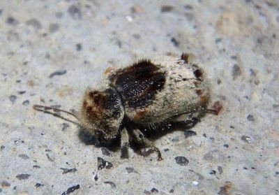 Trichodesma gibbosa; Death-watch Beetle species