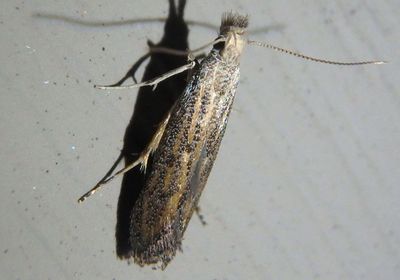 1700/1702 - Isophrictis similiella/rudbeckiella complex; Twirler Moth species