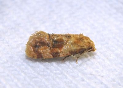 3769 - Cochylis bucera; Tortricid Moth species