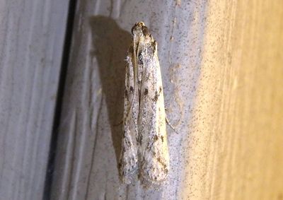 5946.2 - Phycitodes reliquellum; Pyralid Moth species