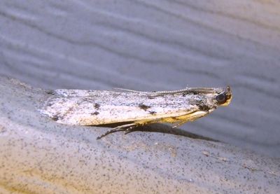 5946.2 - Phycitodes reliquellum; Pyralid Moth species 