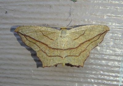 7147 - Calothysanis amaturaria; Cross-lined Wave