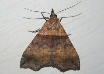 8393 - Lascoria ambigualis; Ambiguous Moth; female