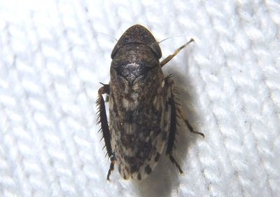 Anoscopus Leafhopper species 