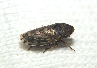 Anoscopus Leafhopper species