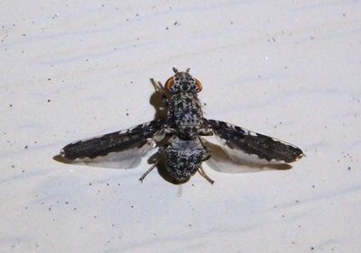Callopistromyia strigula; Picture-winged Fly species