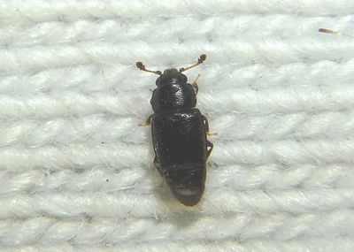 Carpophilus corticinus; Sap-feeding Beetle species