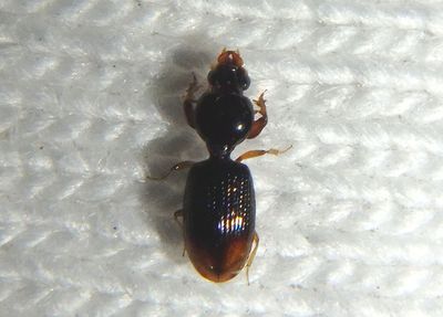 Dyschirius haemorrhoidalis; Ground Beetle species 