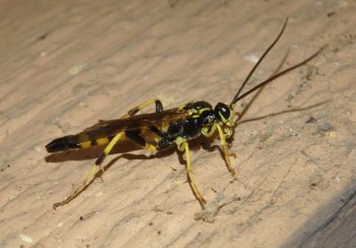 Ichneumonini Ichneumon Wasp species; male