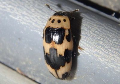 Ischyrus quadripunctatus; Four-Spotted Fungus Beetle