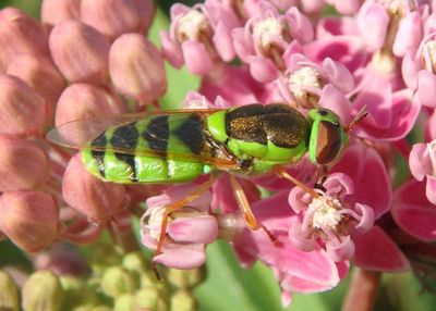 Odontomyia cincta; Soldier Fly species; female