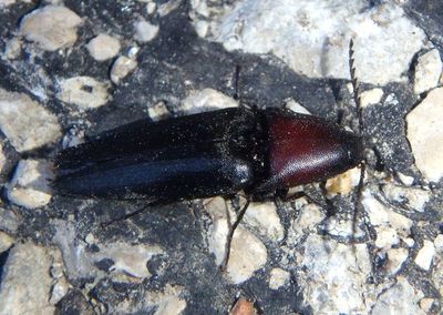 Parallelostethus attenuatus; Click Beetle species