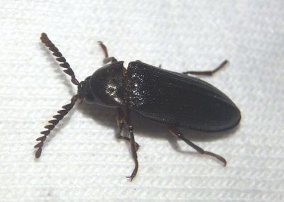 Zenoa picea; Callirhipid Cedar Beetle species 