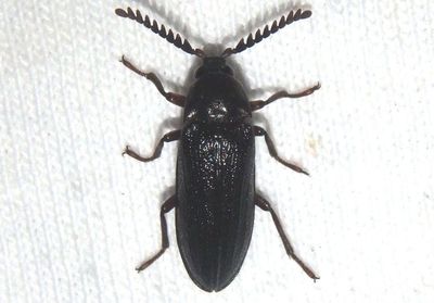 Zenoa picea; Callirhipid Cedar Beetle species