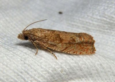 3042 - Pelochrista vagana; Tortricid Moth species