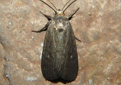 9647 - Proxenus miranda; Miranda Moth