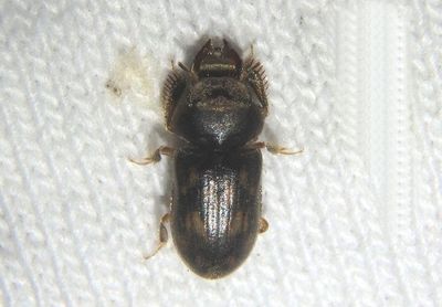 Heterocerus Variegated Mud-loving Beetle species
