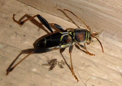 Neoclytus mucronatus; Long-horned Beetle species