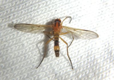 Rhamphomyia Dance Fly species; male 