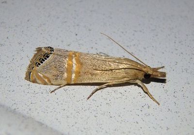 5454 - Euchromius ocellea; Crambine Snout Moth species