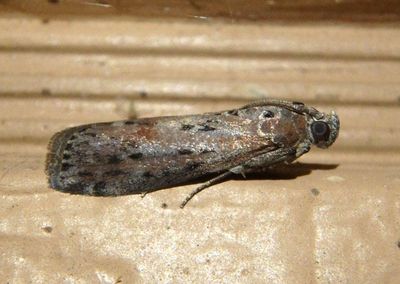 5797 - Sciota virgatella; Black-spotted Leafroller
