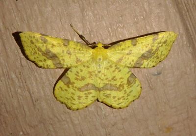6740-6743 - Xanthotype Geometrid Moth species