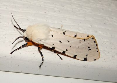 8131 - Estigmene acrea; Salt Marsh Moth