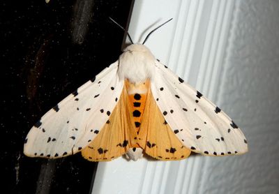 8131 - Estigmene acrea; Salt Marsh Moth