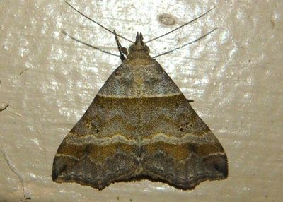 8338 - Phalaenophana pyramusalis; Dark-banded Owlet